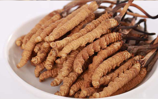 新鮮冬蟲夏草能煮水喝嗎？答案與正確方法都在這