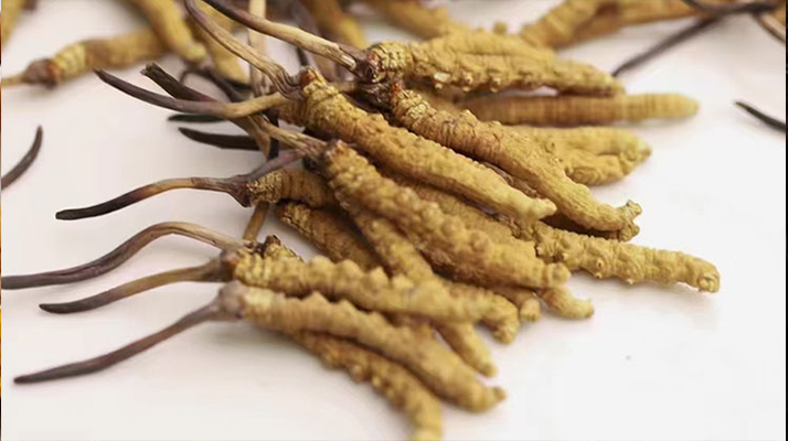 長時間吃冬蟲夏草會導致掉頭發(fā)嗎？