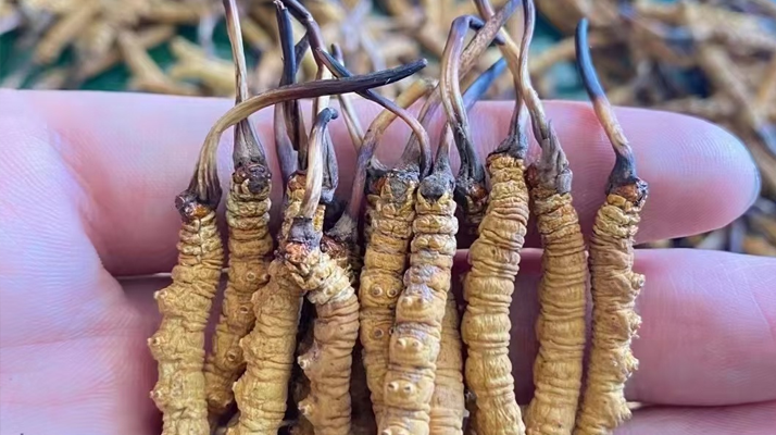 冬蟲夏草怎么辨別真假？6 個實用鑒別方法