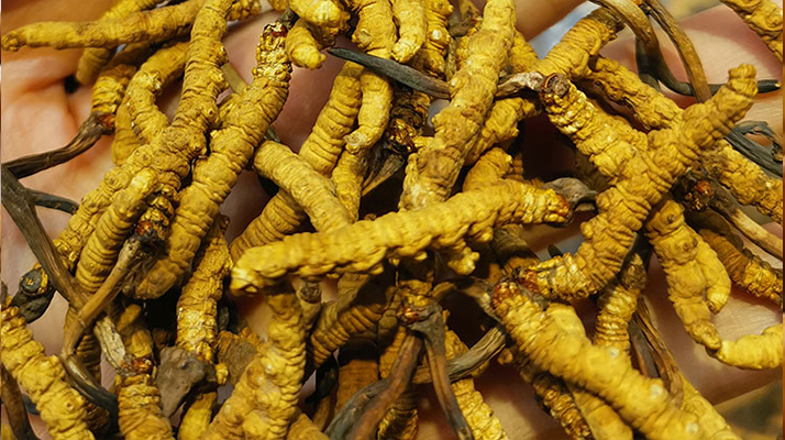 煮冬蟲夏草水能否泡茶？正確飲用方式與誤區(qū)解析