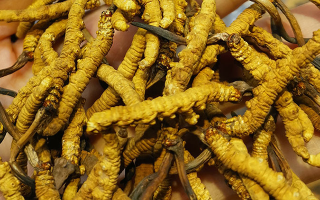 煮冬蟲夏草水能否泡茶？正確飲用方式與誤區(qū)解析