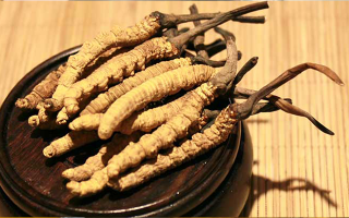 剛挖采的冬蟲(chóng)夏草怎么辦？科學(xué)處理與儲(chǔ)存指南