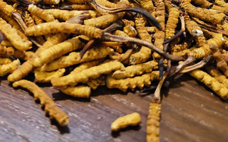 鮮冬蟲夏草煮多久？掌握時(shí)長，鎖住營養(yǎng)與鮮味