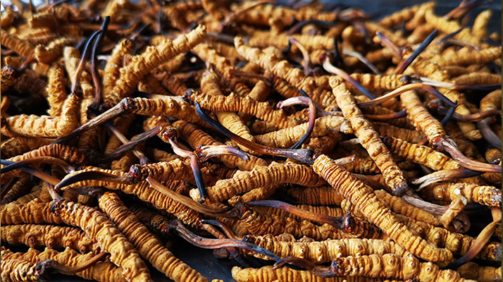 一根冬蟲夏草大概多少錢？?jī)r(jià)格背后的秘密