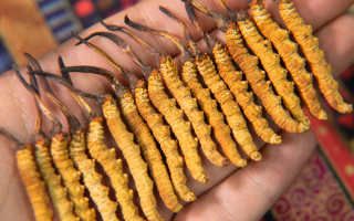 冬蟲夏草泡茶喝，這些功效你該知道