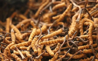 冬蟲夏草現(xiàn)在多少錢？?jī)r(jià)格探秘