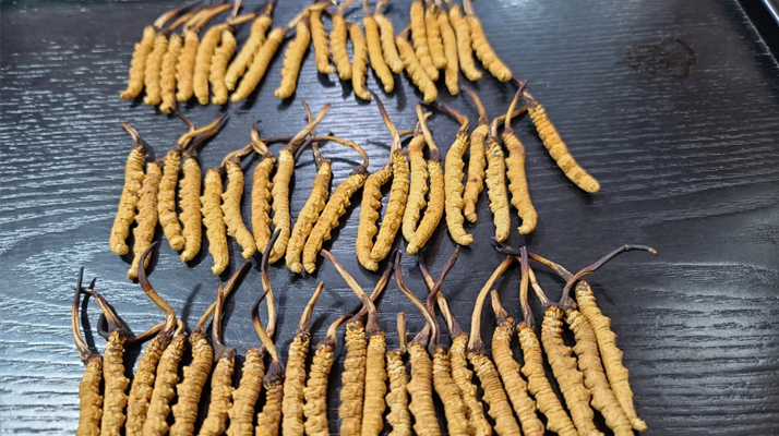 野生冬蟲(chóng)夏草泡酒比例詳解 