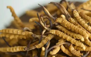 解密 “大個(gè)頭” 冬蟲夏草：何為優(yōu)質(zhì)大蟲草，價(jià)值何在？