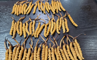 野生冬蟲夏草泡酒比例詳解：掌握黃金配比，泡出滋補(bǔ)好酒