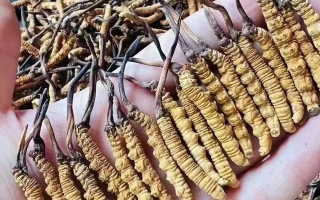 冬蟲夏草采收時(shí)間詳解：把握黃金期，守護(hù)珍稀資源