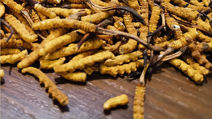 鮮冬蟲夏草并非 “制作” 而成！