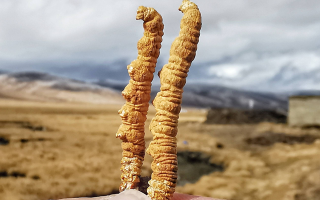 一根冬蟲夏草多少錢？2025 年價格拆解與選購指南