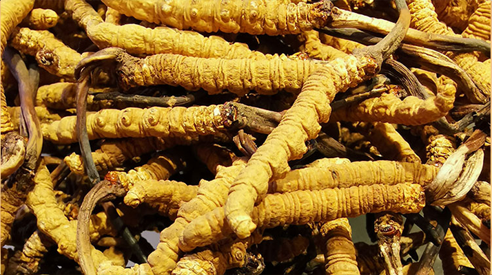 鮮<a href=http://www.anyvice.com/jiage/ target=_blank class=infotextkey>冬蟲夏草多少錢</a>一斤