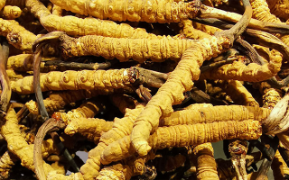 鮮冬蟲夏草多少錢一斤？2025 年產(chǎn)地與規(guī)格價(jià)差全解析