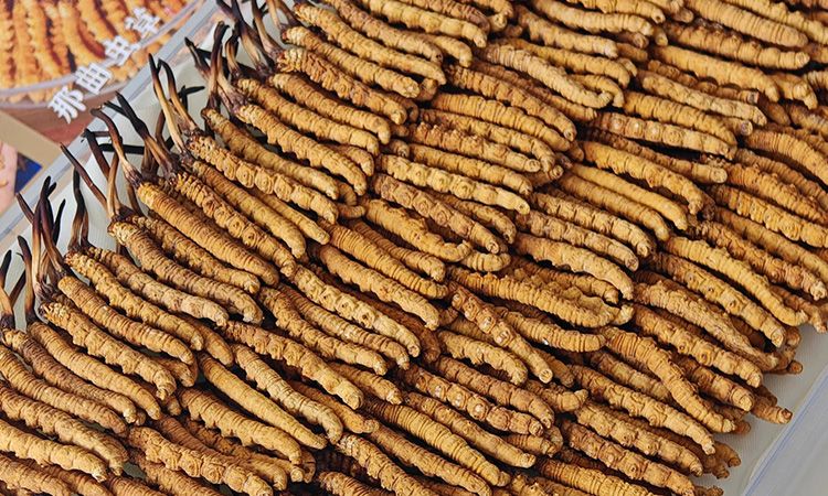 斷的冬蟲夏草:效果是否打折?科學(xué)解讀與實(shí)用建議