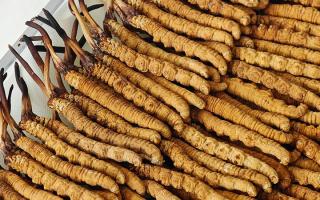 冬蟲夏草藥材成分解析：活性物質(zhì)與營(yíng)養(yǎng)構(gòu)成的全面解讀