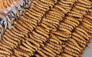 斷的冬蟲夏草：效果是否打折？科學(xué)解讀與實(shí)用建議