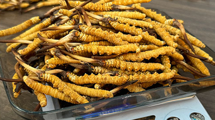 新鮮冬蟲夏草一次吃幾根？科學(xué)用量指南來了?