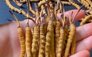真假冬蟲夏草怎么辨別？5 個(gè)實(shí)用方法 + 避坑指南