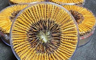 冬蟲夏草一斤價(jià)格多少？2025 年行情揭秘，差價(jià)竟達(dá)數(shù)十倍