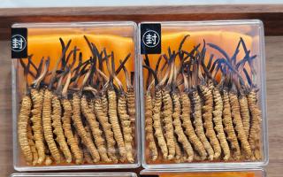 冬蟲夏草現(xiàn)在多少錢一克？2025 年克價(jià)揭秘，差價(jià)達(dá) 5 倍