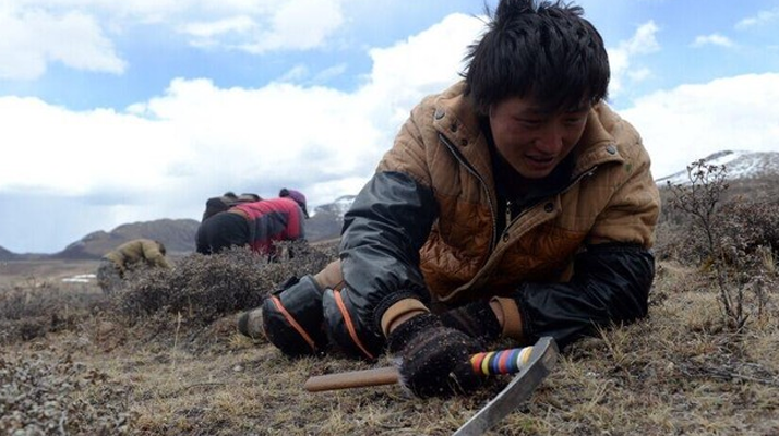 那曲<a href=http://www.anyvice.com/sdph/wacr/ target=_blank class=infotextkey>挖草人</a>阿旺的蟲草采摘時間表 