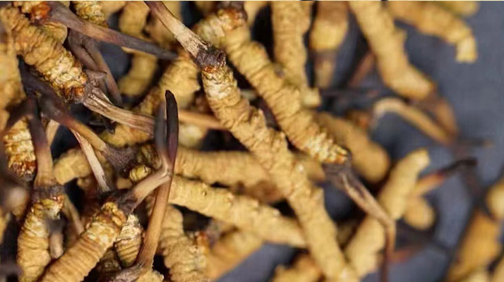 野生<a href=http://www.anyvice.com/jiage/ target=_blank class=infotextkey>冬蟲夏草多少錢</a>一斤 