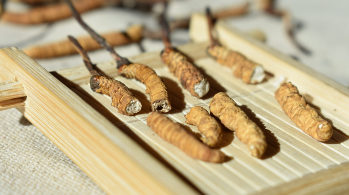 斷的<a href=http://www.anyvice.com/ target=_blank class=infotextkey>冬蟲(chóng)夏草</a>一克啥價(jià) 