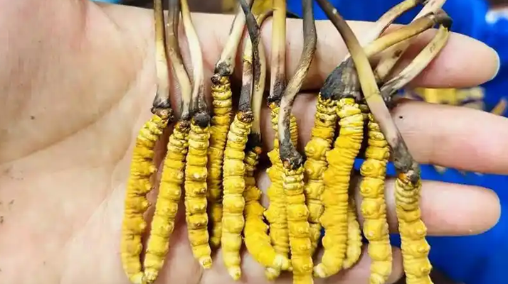 <a href=http://www.anyvice.com/xinxian/ target=_blank class=infotextkey>新<a href=http://www.anyvice.com/xinxian/ target=_blank class=infotextkey>鮮冬蟲夏草</a></a>要吃幾次