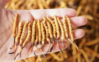 為啥說頭期冬蟲夏草品質(zhì)最好？掰開揉碎給你講