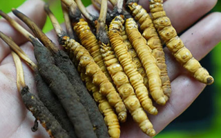 草原上的黃金晾曬術(shù) —— 藏家漢子談冬蟲夏草晾曬