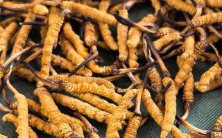 燉了二十年蟲草湯，這口感我太熟了，跟你細細說