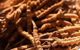 冬蟲夏草采后保存指南：鎖住營(yíng)養(yǎng)，延長(zhǎng)鮮度?