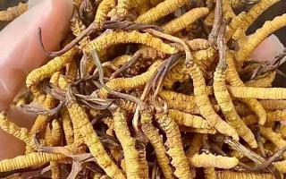 野生冬蟲夏草：在高原草甸里生長(zhǎng)的秘密