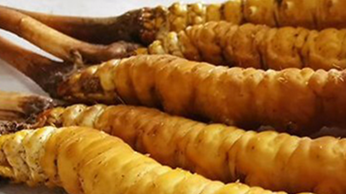 鮮冬蟲夏草可以用水洗嗎？